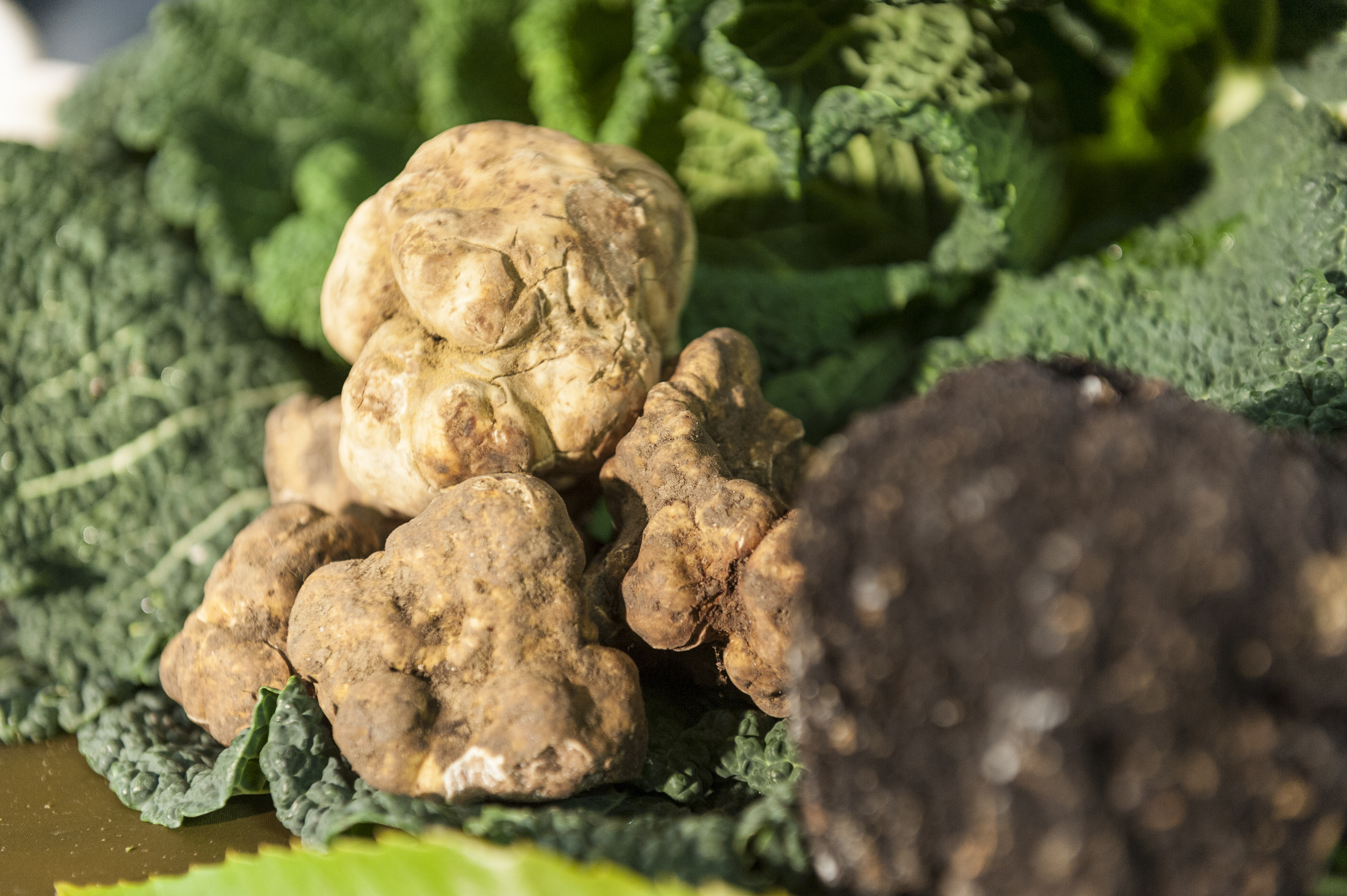 Tartufo bianchetto o marzuolo