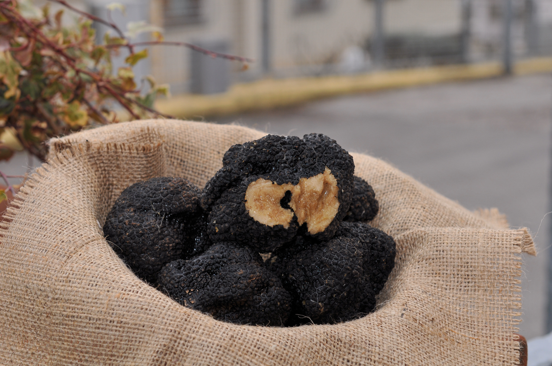 Tartufo scorzone