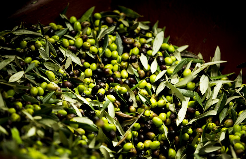 Between Myth and History: Olive Oil in Tuscany